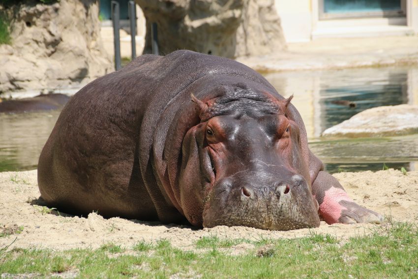 Zoos with hippos in the US