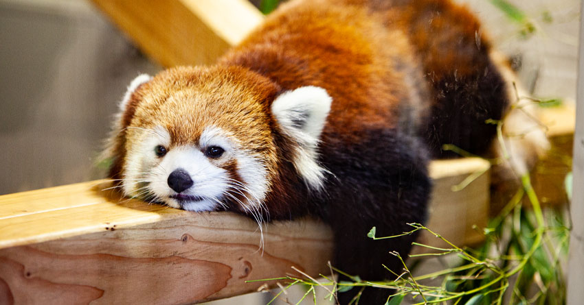 Quick facts on Red Pandas