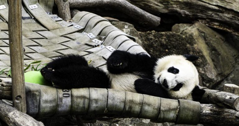 The 2 US Zoos Where You Can Still See Pandas Scenic States   Smithsonian Pandas 768x407 