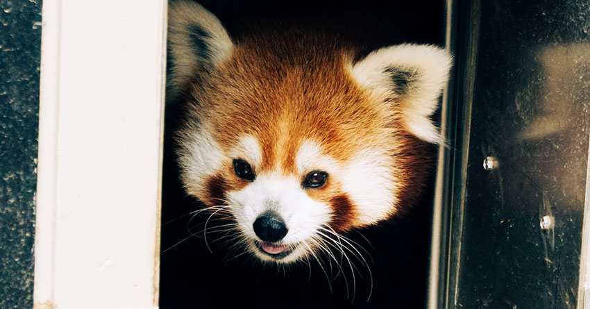 red panda tour