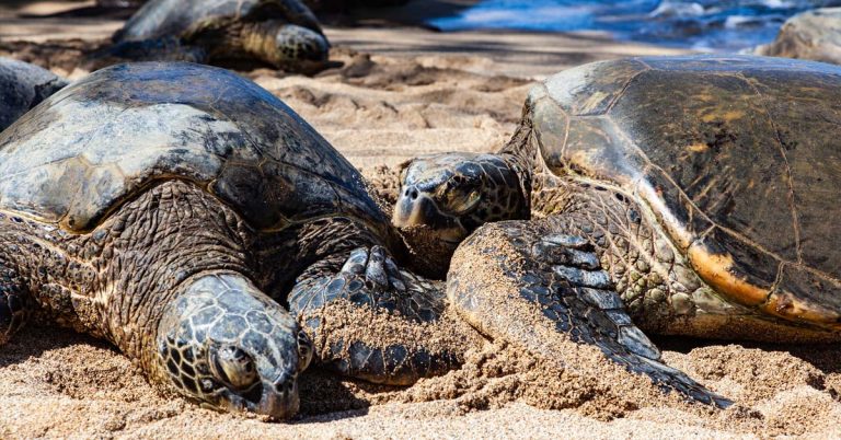 6 Best Snorkeling Spots in Maui for Adventure - Scenic States