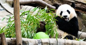 The 2 US Zoos Where You Can Still See Pandas Scenic States   Us Zoos With Pandas 300x157 