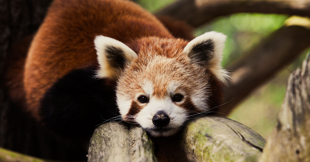 8 US Zoos With Red Pandas to Add to Your List Scenic States