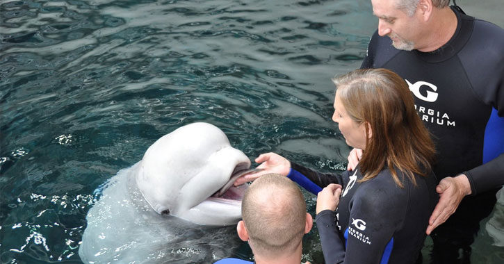 georgia aquarium beluga whale cam 