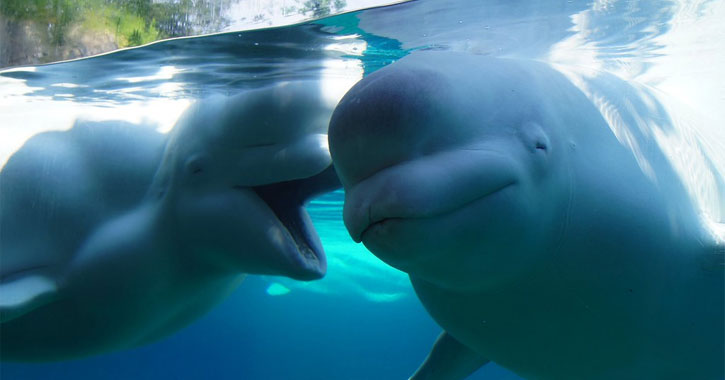 Aquariums with Beluga Whales