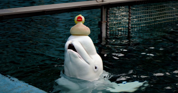 beluga whale aquarium 