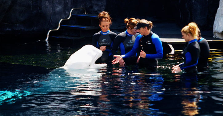 Beluga whales at Sea World 