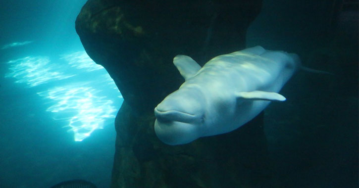 beluga whales indoor aquarium