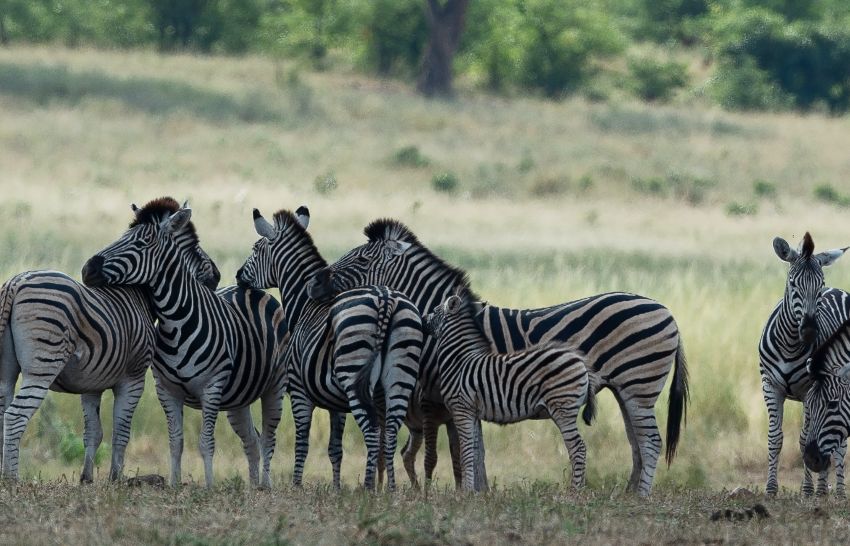 feed the zebras zoo in the US