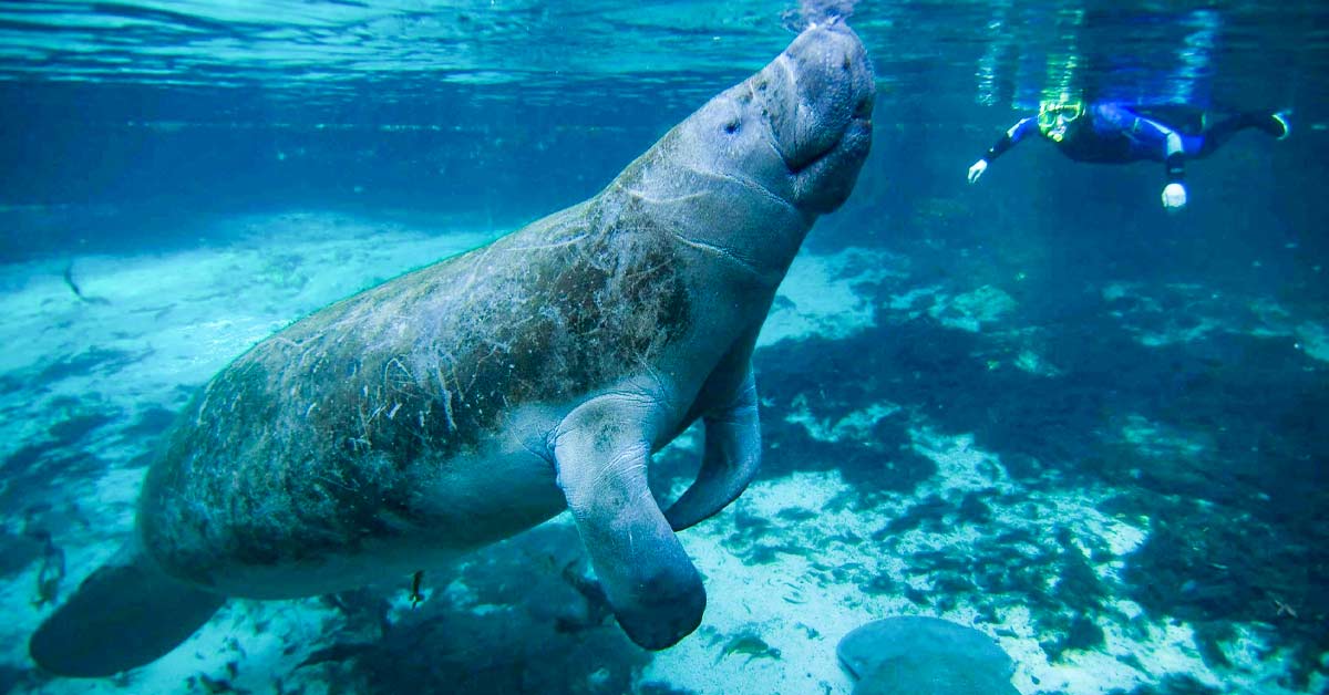 How to Safely Swim with Manatees in Crystal River - Scenic States