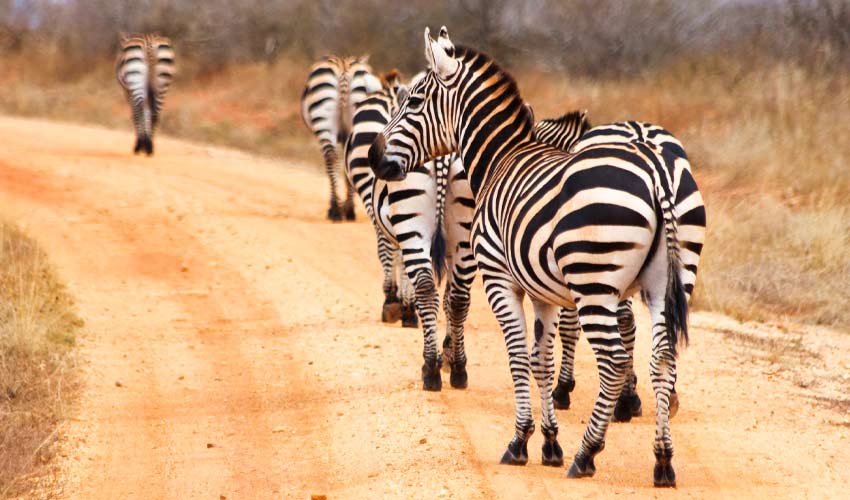 Zebra Facts