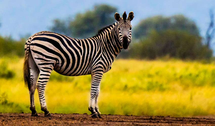 Zoo Zebras