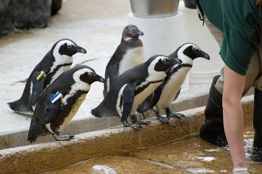 aquariums with penguins
