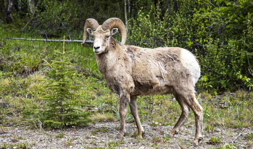 Bighorn Sheep in Yosemite