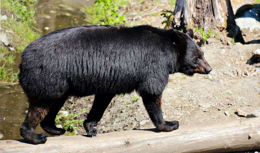 Black Bear Yosemite