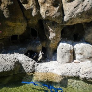 8 Zoos with Penguins that You Have to Visit - Scenic States