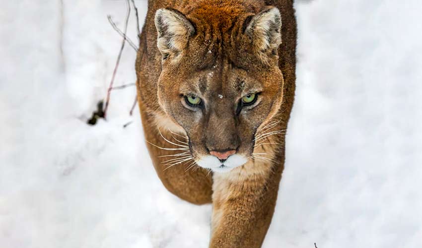 Mountain Lion Yosemite