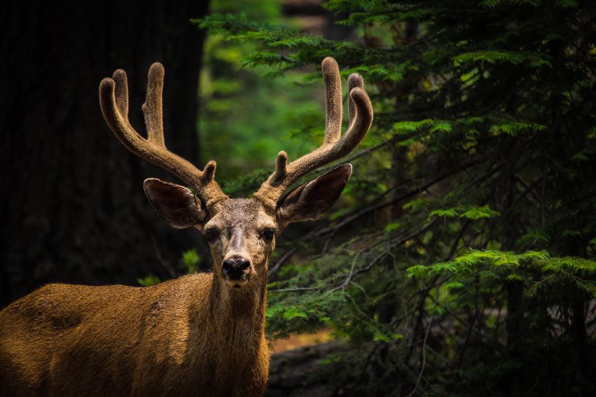 mule deer viewing