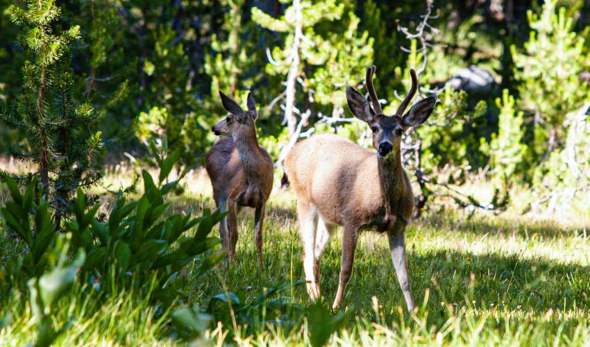 Mule Deer in Yosemite