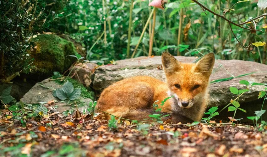 Red Fox in Yosemite