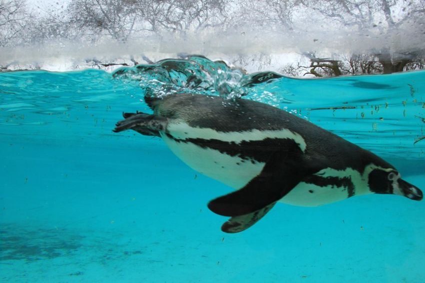 swim with penguins