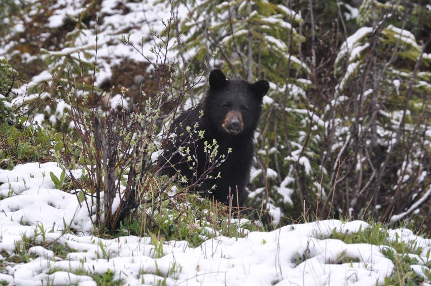 what to do with a black bear Yosemite