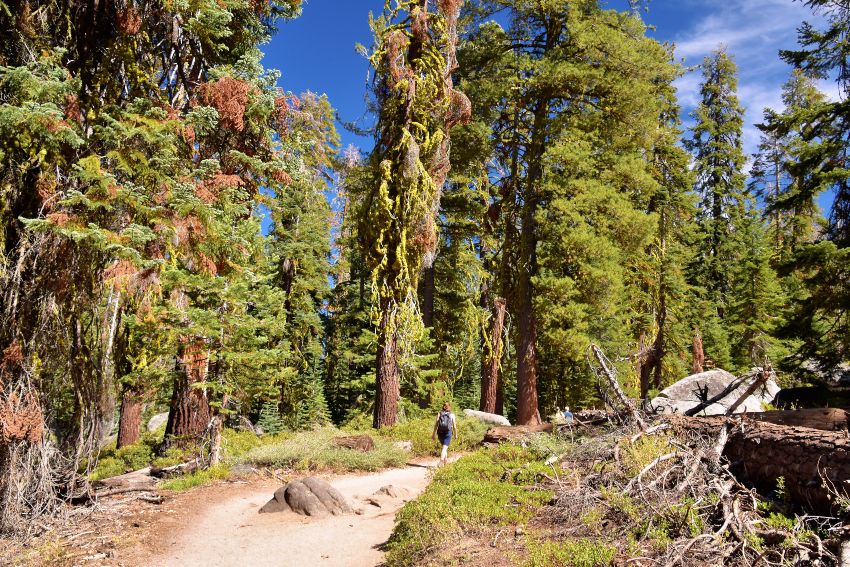 wildlife at Yosemite National Park