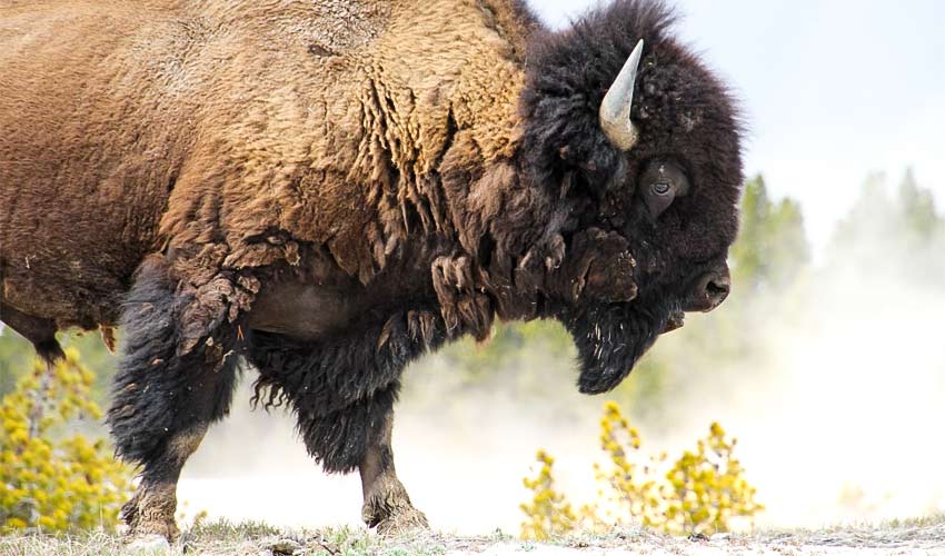 Yellowstone Bison