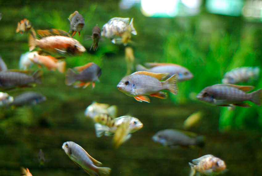 African Cichlids, Milwaukee County Zoo, Milwaukee, Wisconsin