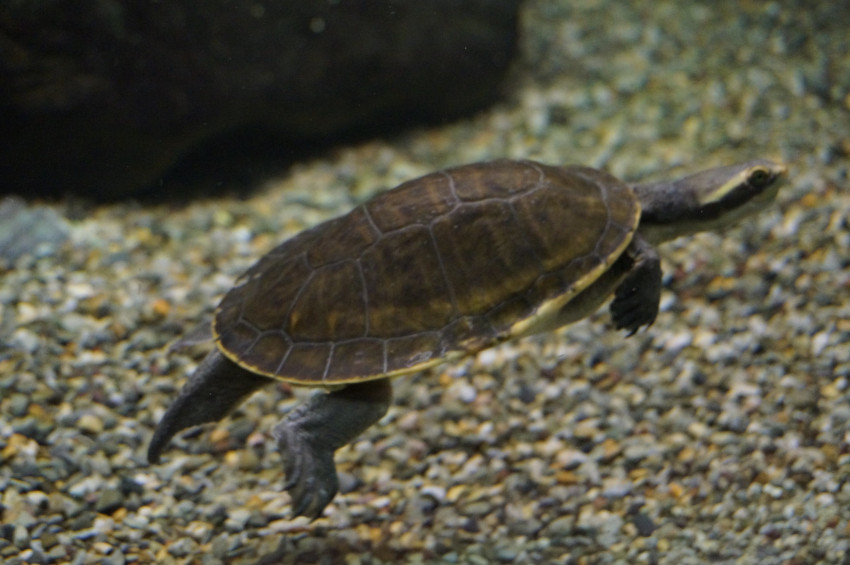 National Mississippi River Museum & Aquarium, Dubuque, Iowa