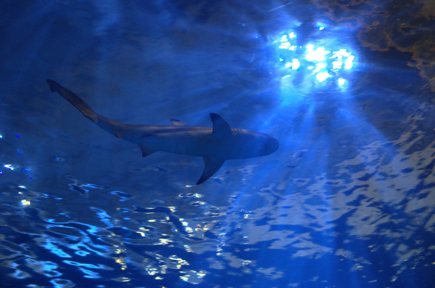 Shedd Aquarium, Chicago, Illinois