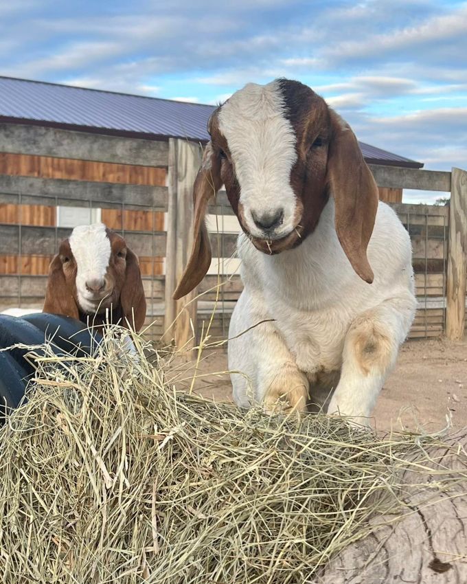 Fox's High Rock Farm