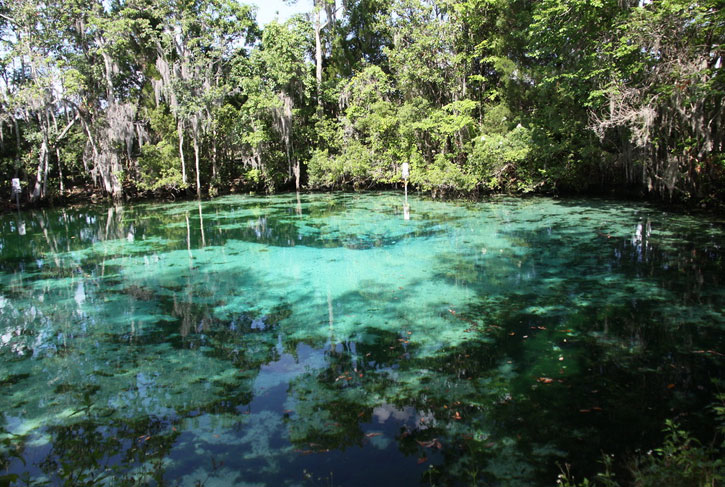 swimming with manatees Florida