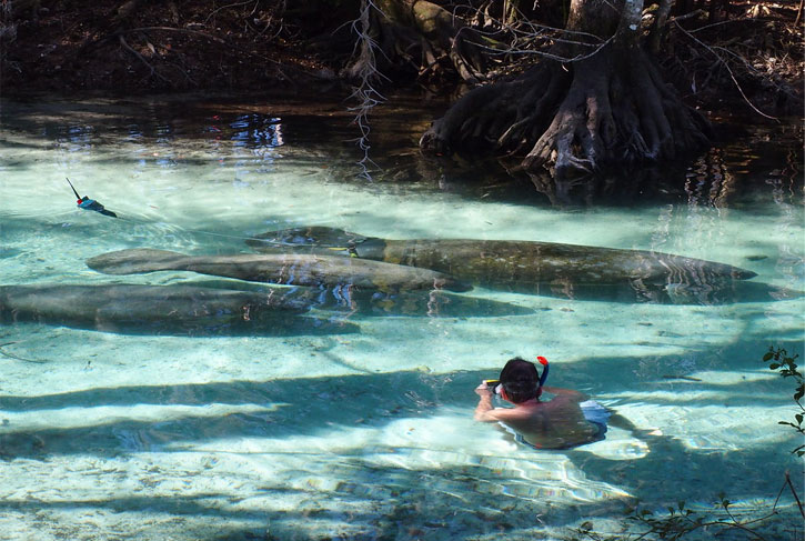 Swimming with Manatees Three Sisters Spring Florida