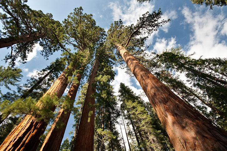 easy Yosemite trails