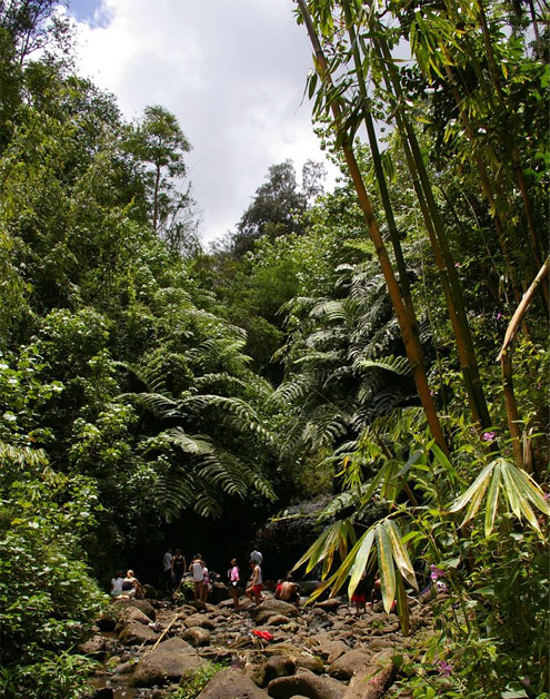 trail to Mauna Wili Falls 