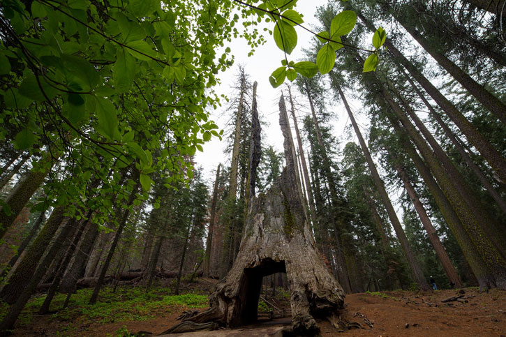 best short trails in Yosemite