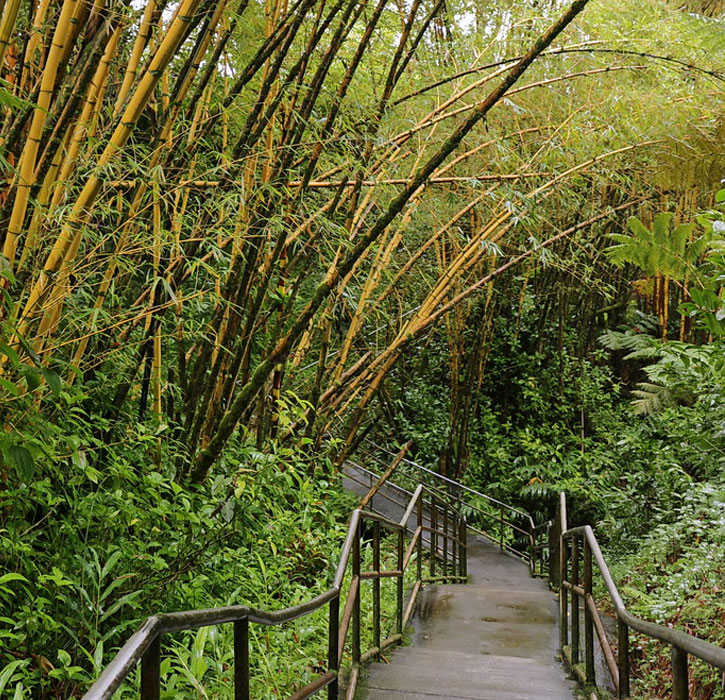 Akaka Falls Trail