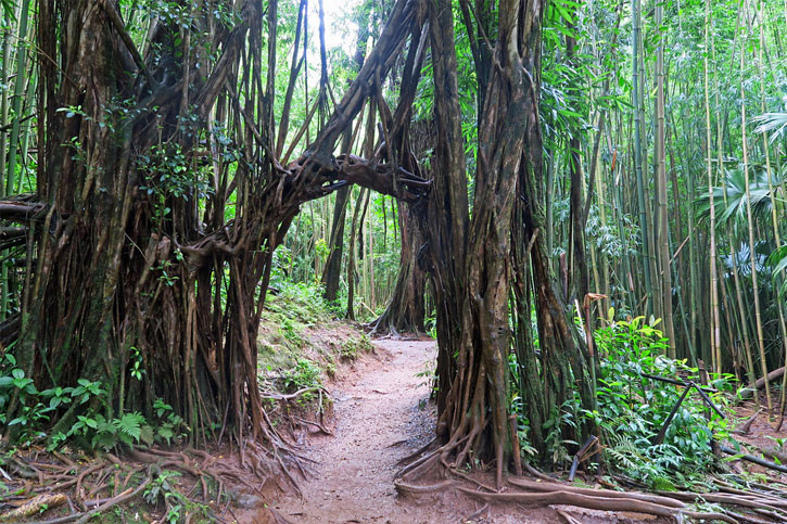 Manoa Falls Trail