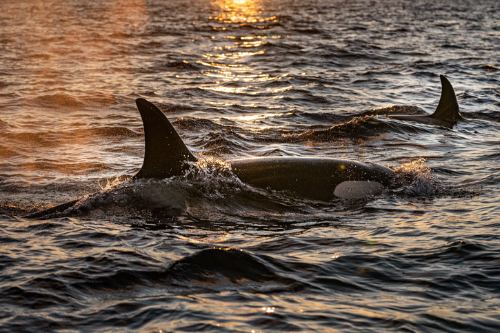 Orca watching Washington