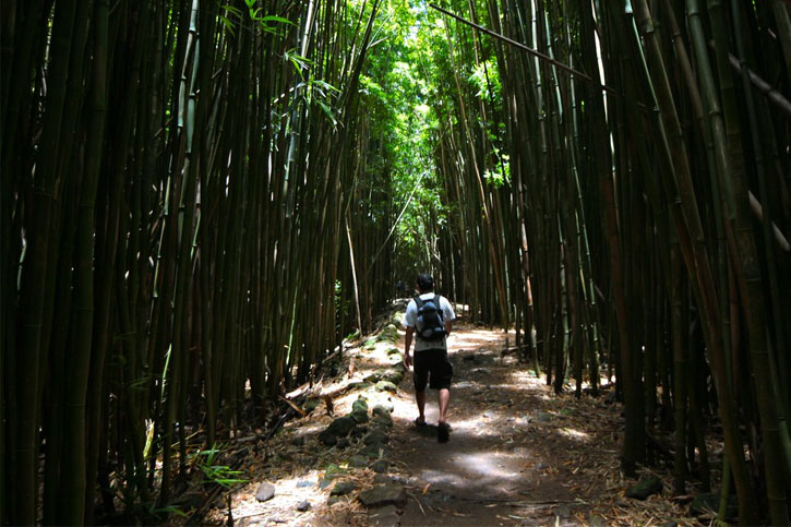 Waimoku Falls Trail