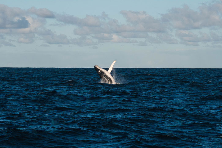 San Juan Islands whale season