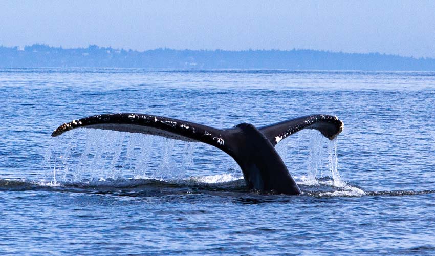 Humpback whales in Washington