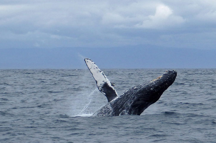 Your Guide to Whale Watching in Washington - Scenic States