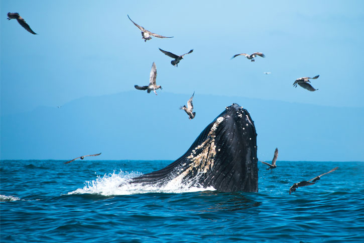 whale watching tours Washington state