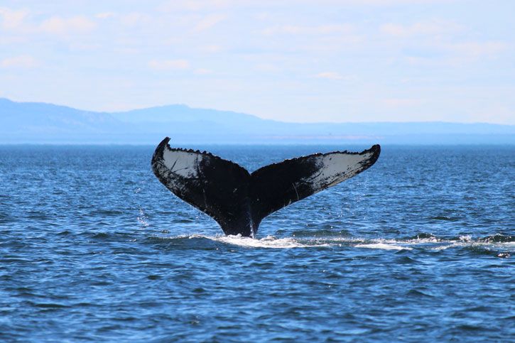 best time to whale watch in Seattle