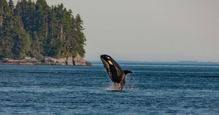 whale watching in Washington