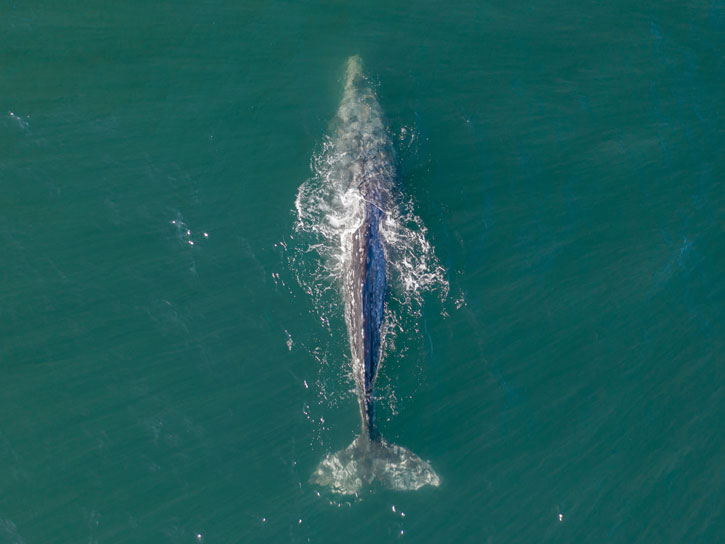 whale watching tour price in Washington