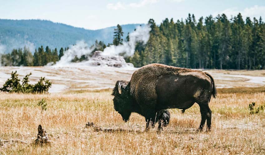 Yellowstone