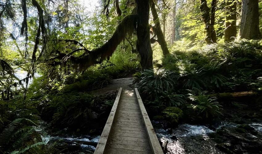 Hiking Olympic National Park